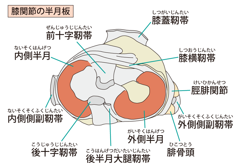 半月板損傷とは