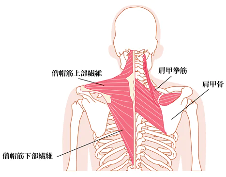 巻き肩の原因と、肩周り・身体への影響は？